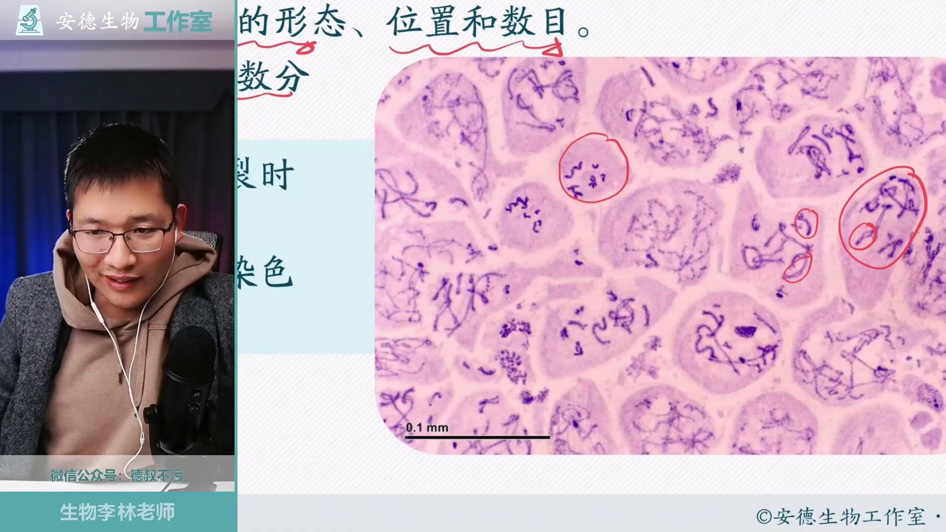 05.【实验课】实验1 观察蝗虫细胞精母细胞减数分裂哔哩哔哩bilibili