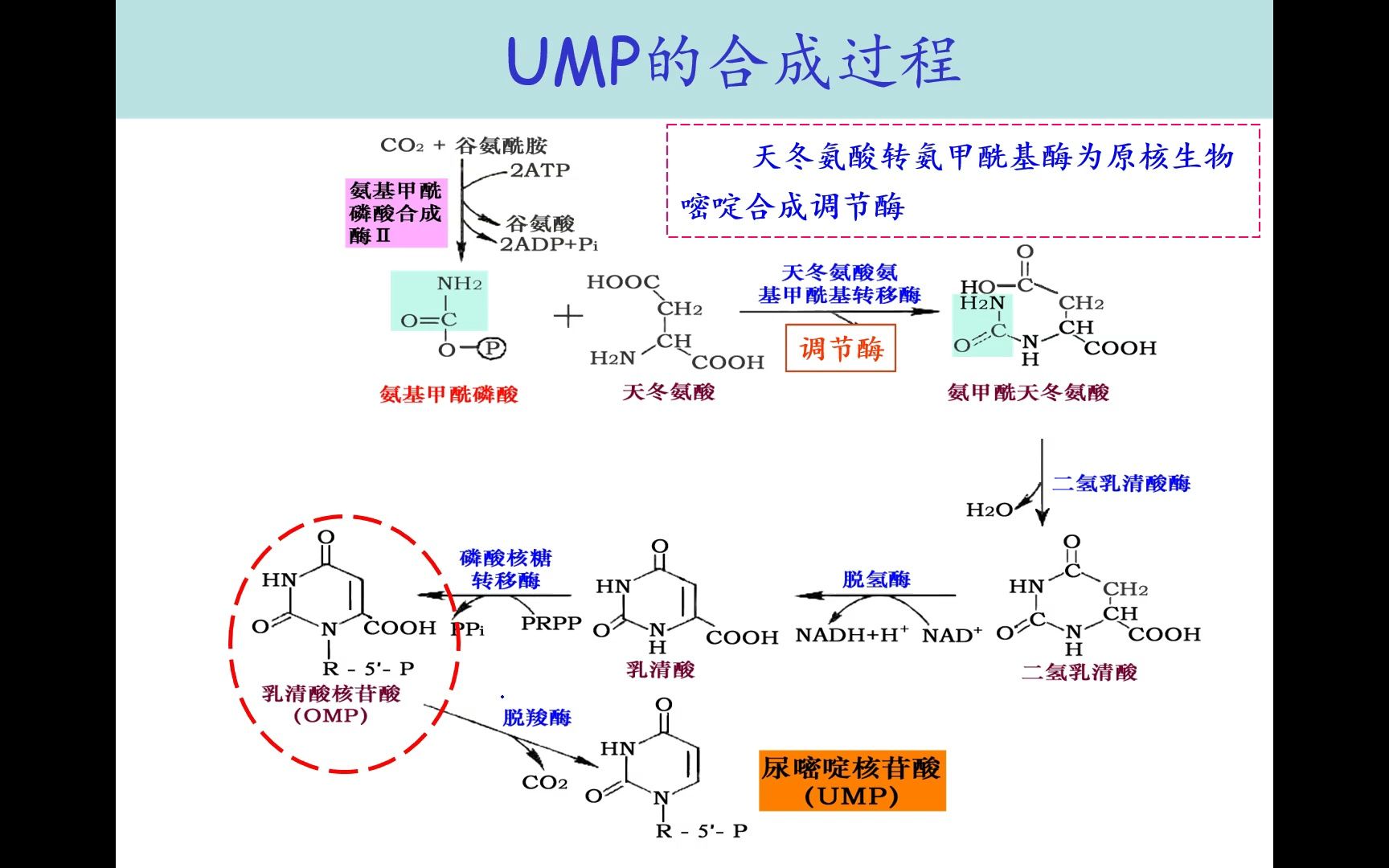 胞嘧啶脱氧核糖核苷酸图片