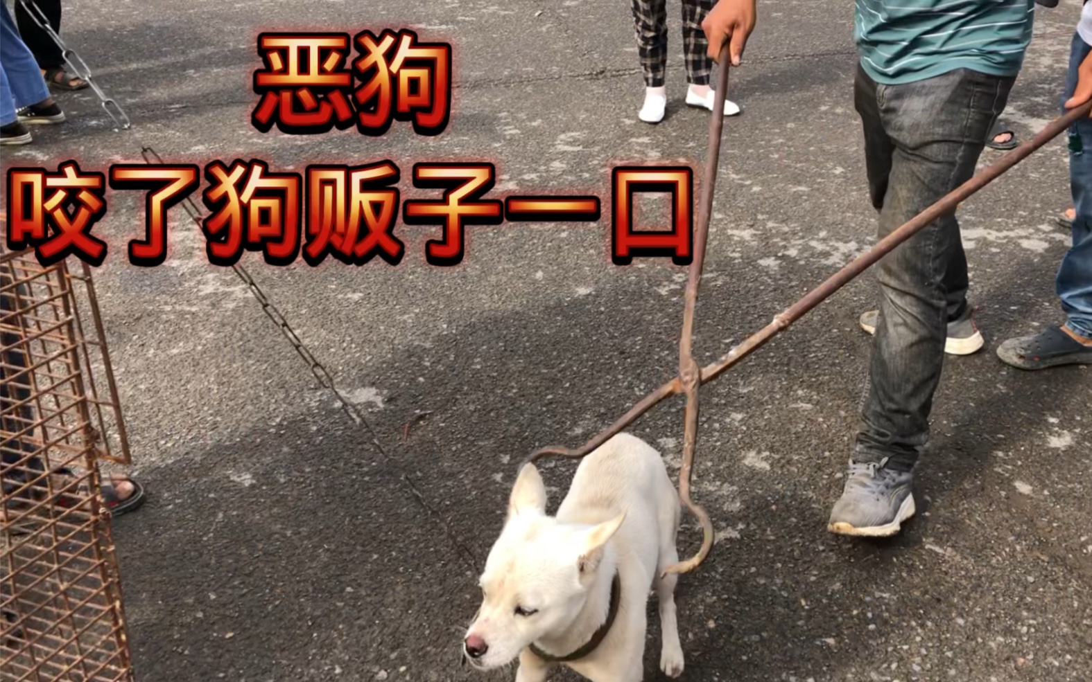 狗贩子在农村收狗,不注意被恶狗咬了一口,拿着狗夹子狠狠报复