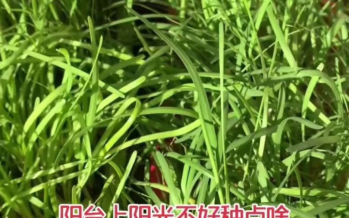 [图]【阳台种菜】阳台上阳光不好种点韭菜吧，不打药，不灌药，自己吃，送老人，吃的都是健康