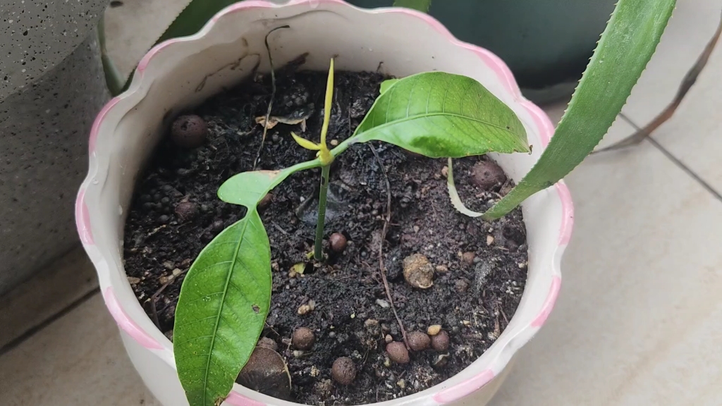 芒果种子盆栽种植方法图片