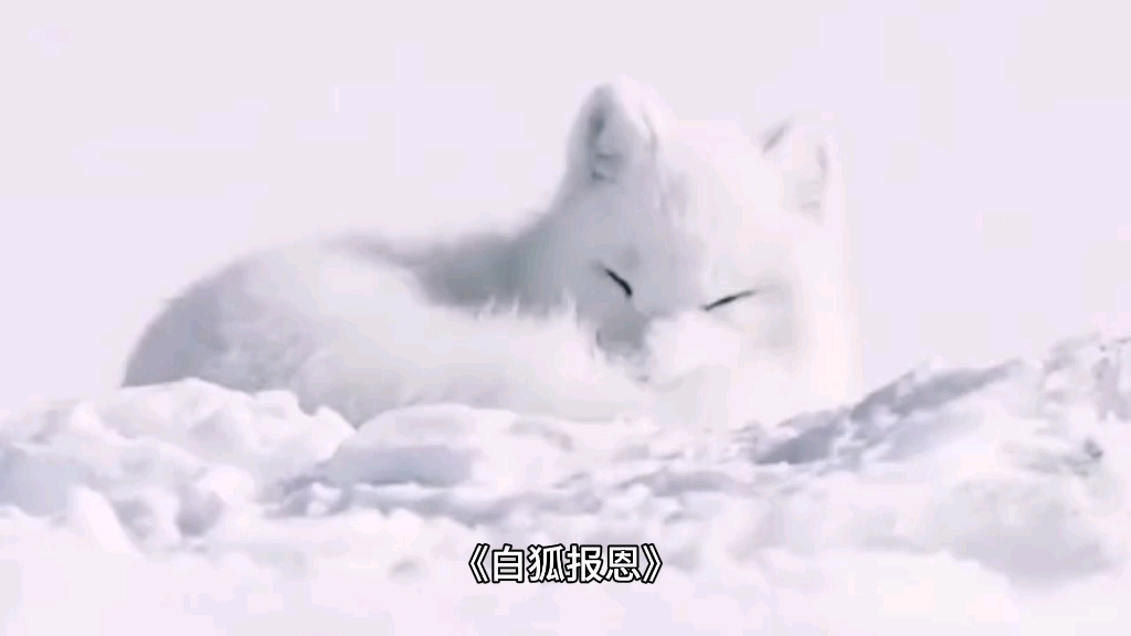 民间故事巜白孤报恩》民间传说