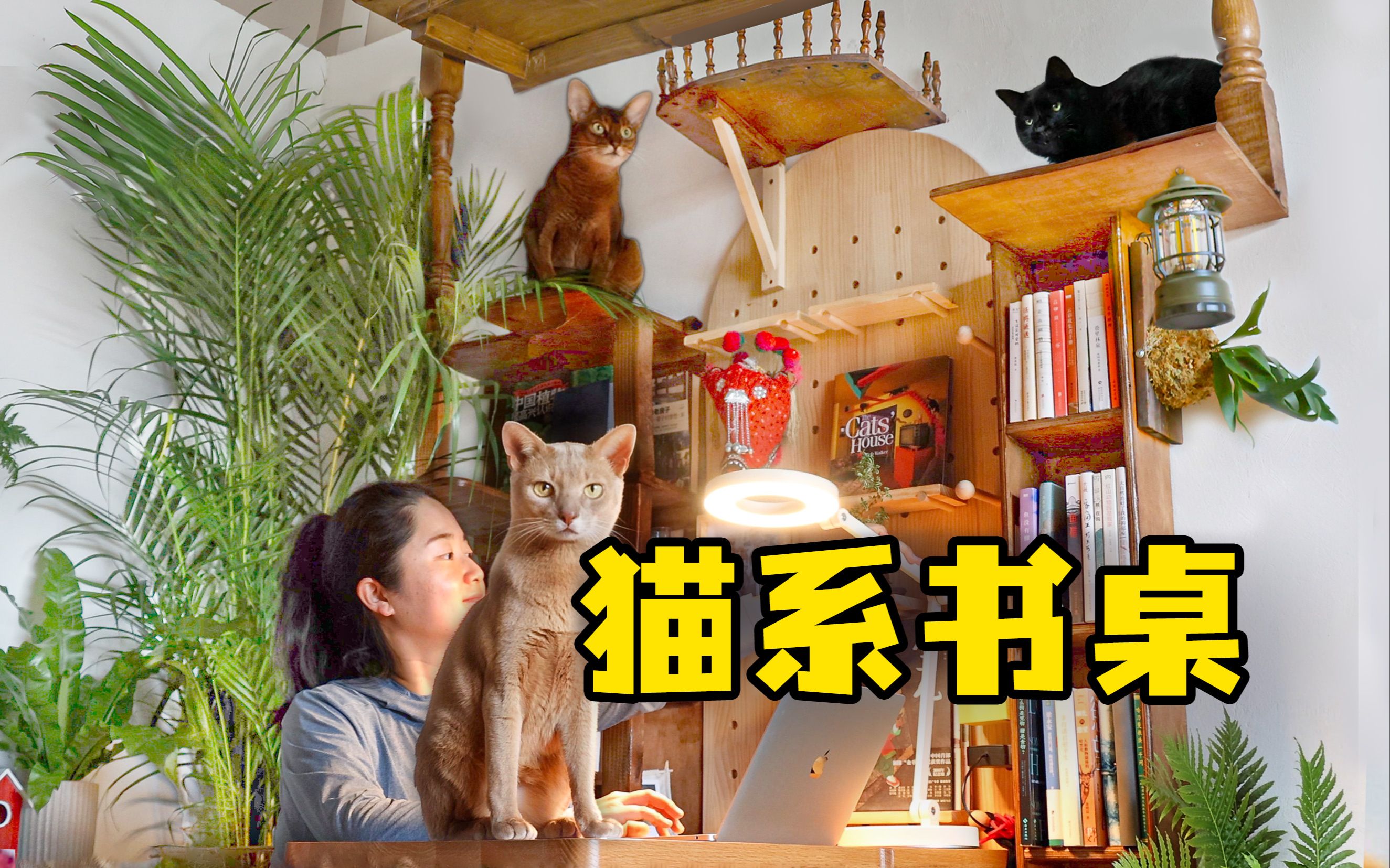 猫系书桌再升级!猫墙+植物+书柜,养猫家庭都可以有|猫系家居改造哔哩哔哩bilibili