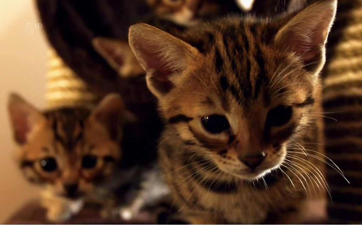 【第五频道】小喵的秘密下集【双语特效字幕】【纪录片之家字幕组】