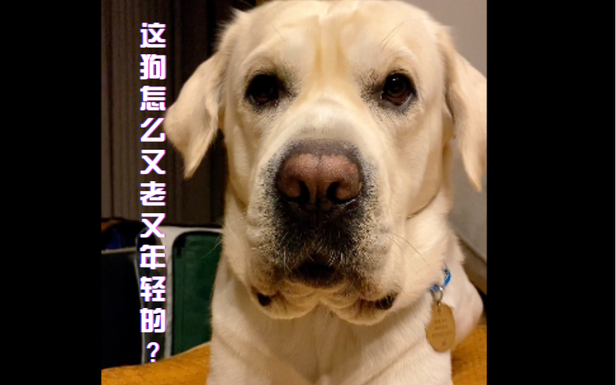 一本正经的平头狗