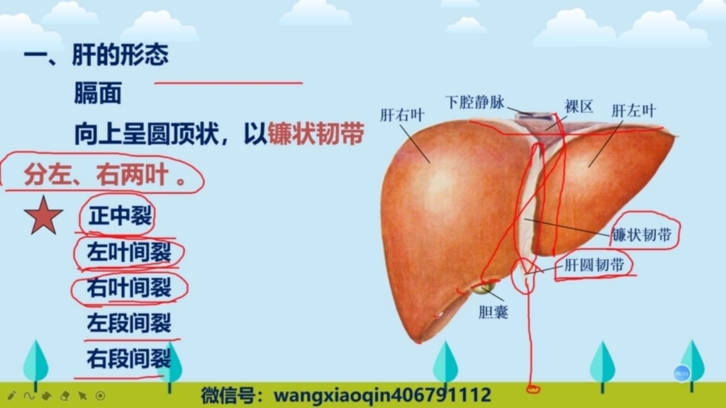 [图]超声诊断学:肝脏超声解剖01（非常好的一套系统课程❗❗❗）