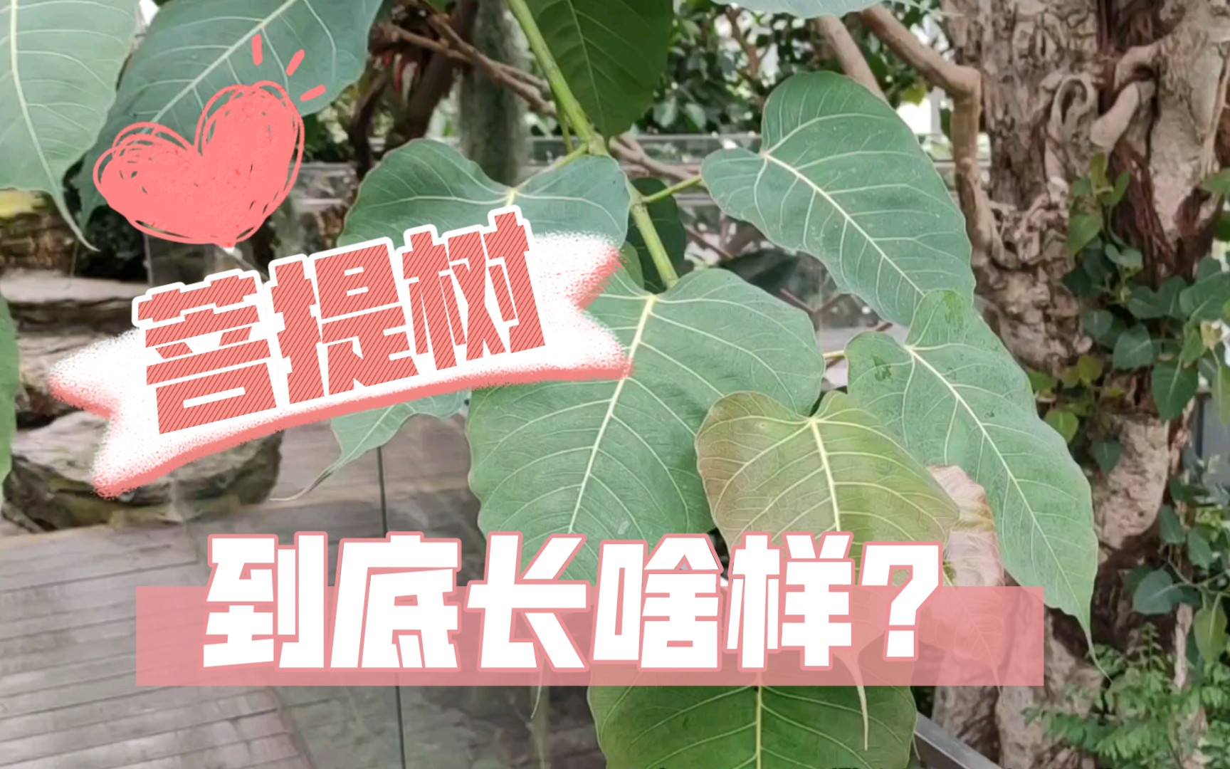 [图]菩提本无树！菩提树到底长啥样呢？