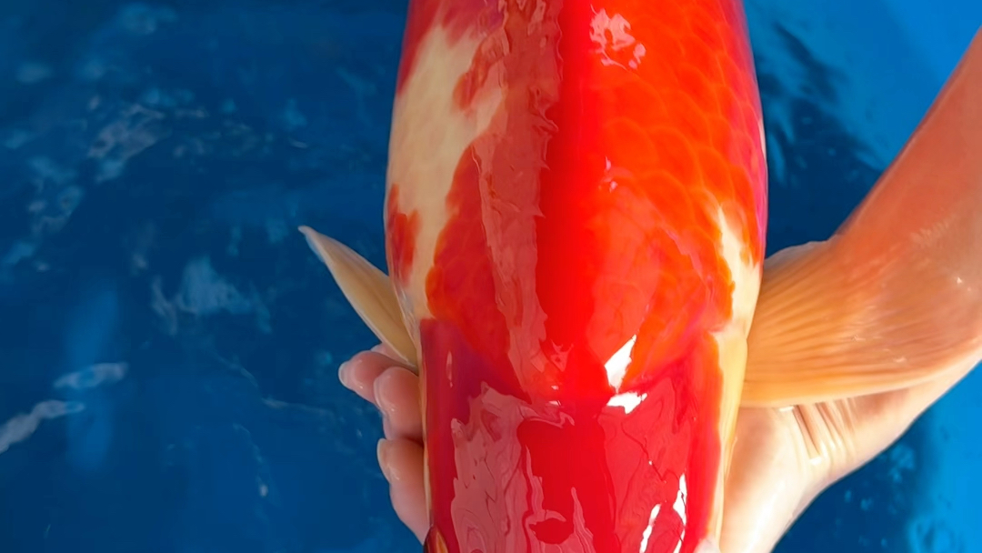 《锦鲤》精品阪井红白,公鱼,55公分漂亮的闪电纹,好背流畅