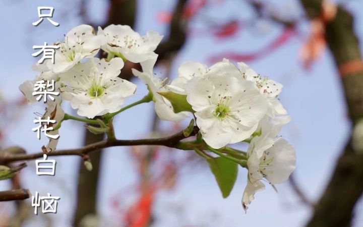 万顷香雪海,宁陵梨花开.中国ⷥ™𕧬줺Œ十届梨花节创意短视频展播哔哩哔哩bilibili