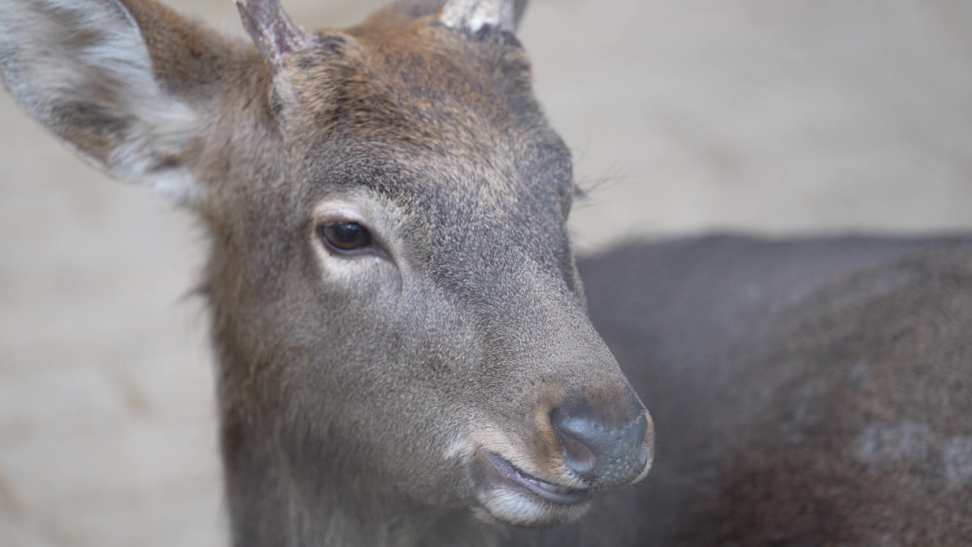 自拍小动物 sony a1   70-200gm ii