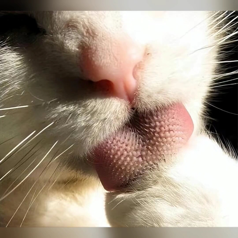 猫科动物的舌头