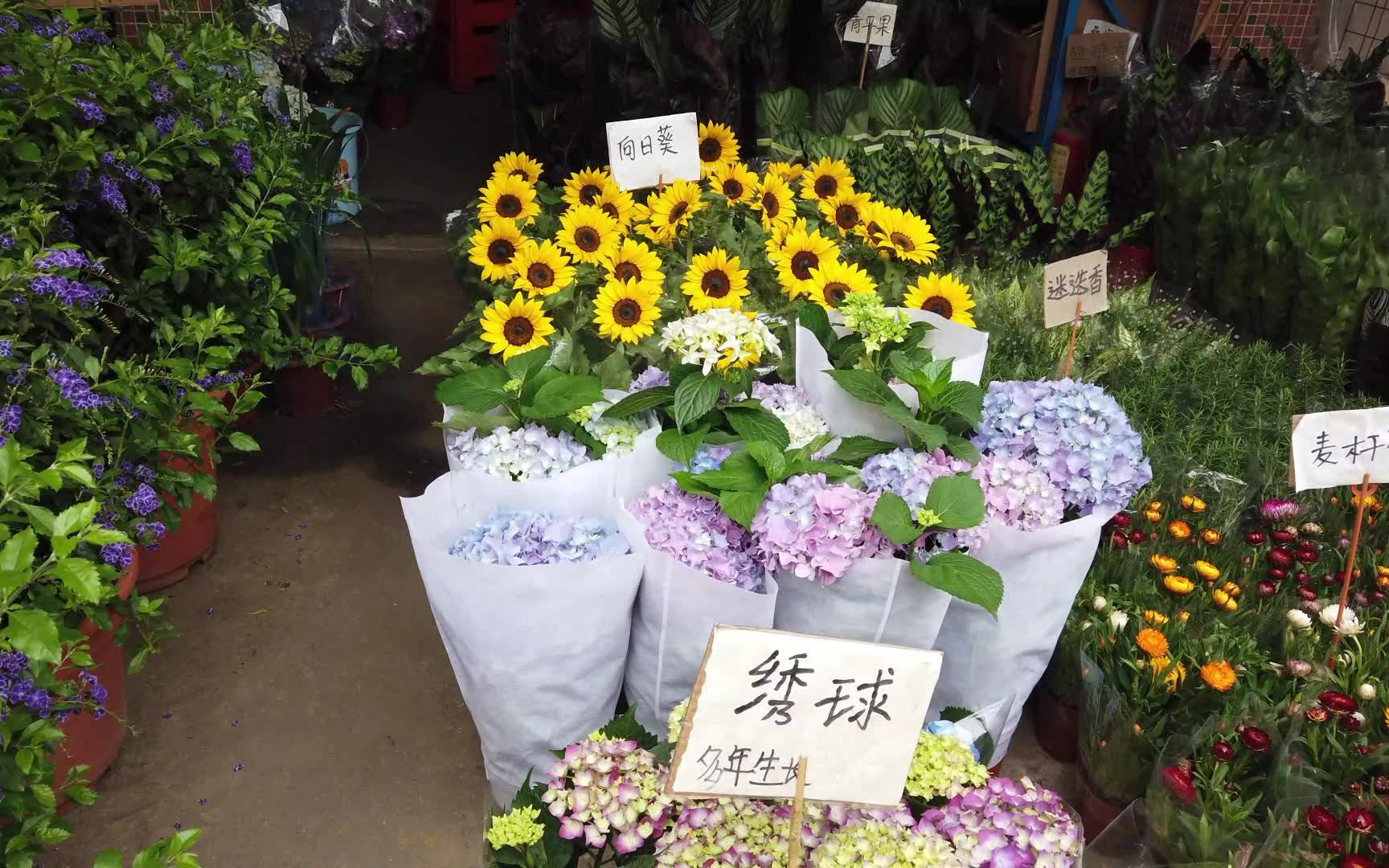 逛花市去岭南花卉市场盆栽区逛一逛超多花又便宜又好看