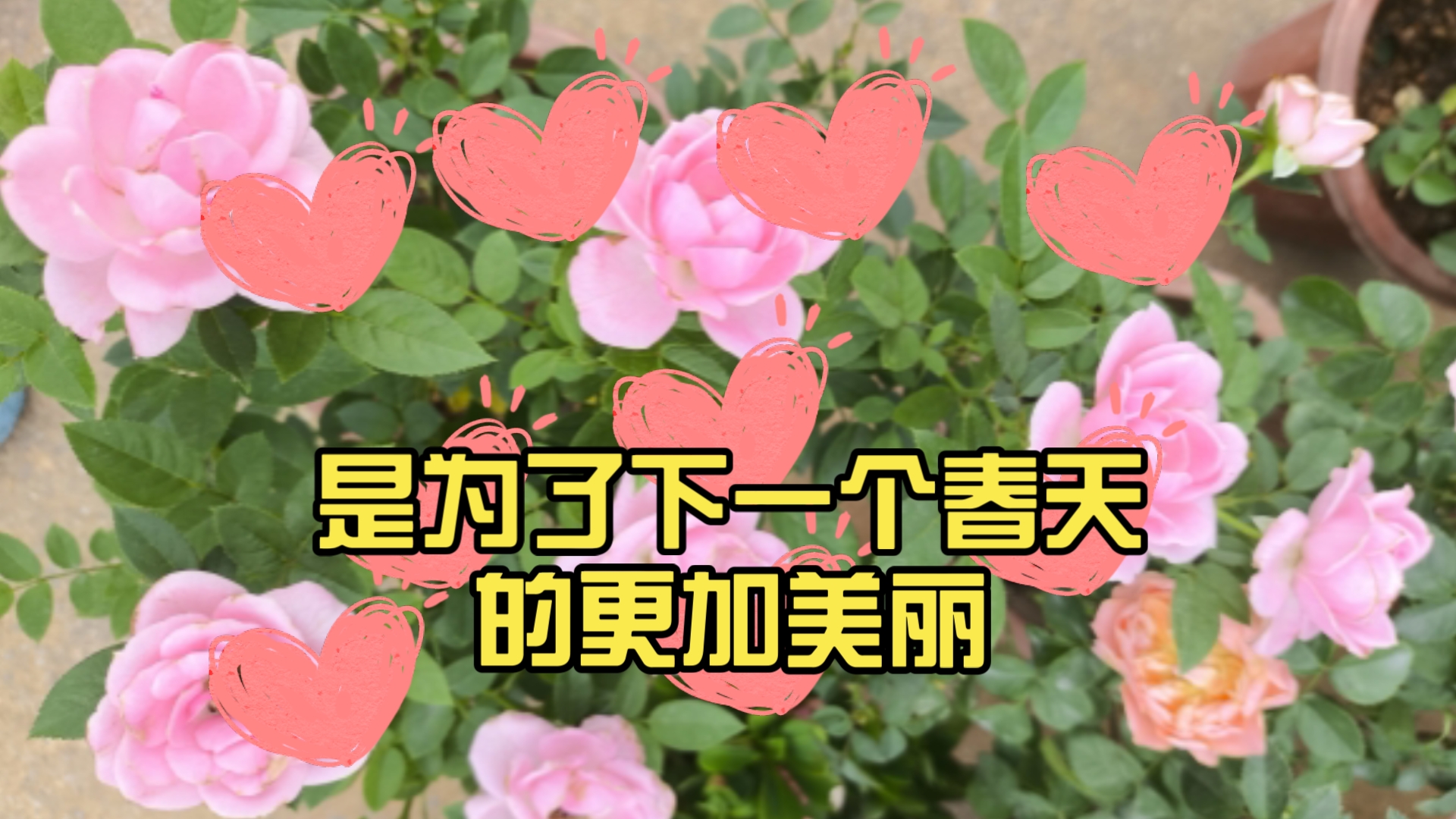 花会枯萎,是为了下一个春天的更加美丽哔哩哔哩bilibili