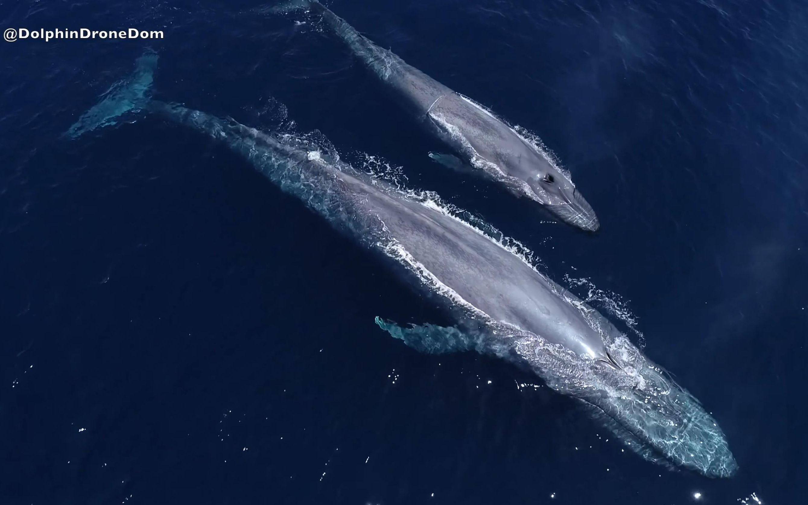 鲸与海——唯美4k