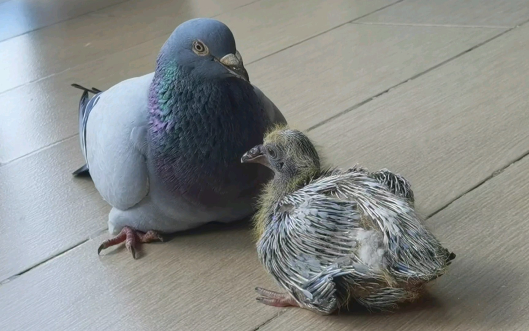 鸽子爸爸喂食,难怪才12天的小鸽子这么大只,独苗苗就是好