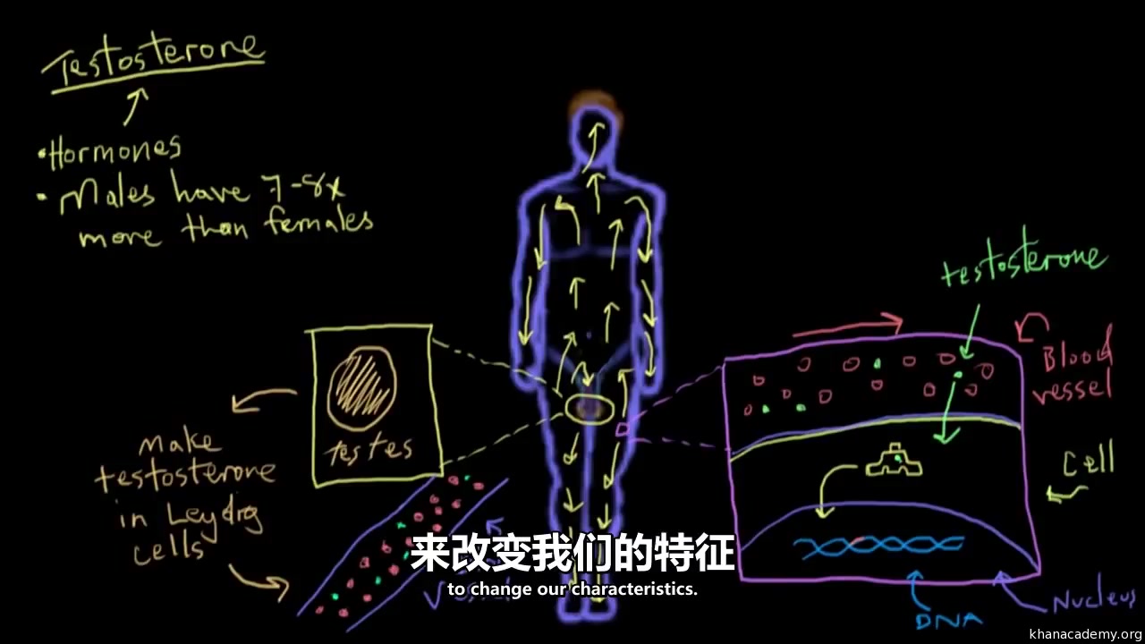 [图]【可汗】人体解剖学和生理学合集（下）