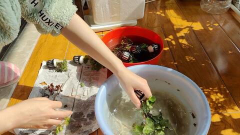 水草转水教程极简版 生态缸 三无小缸的水草怎么养 哔哩哔哩