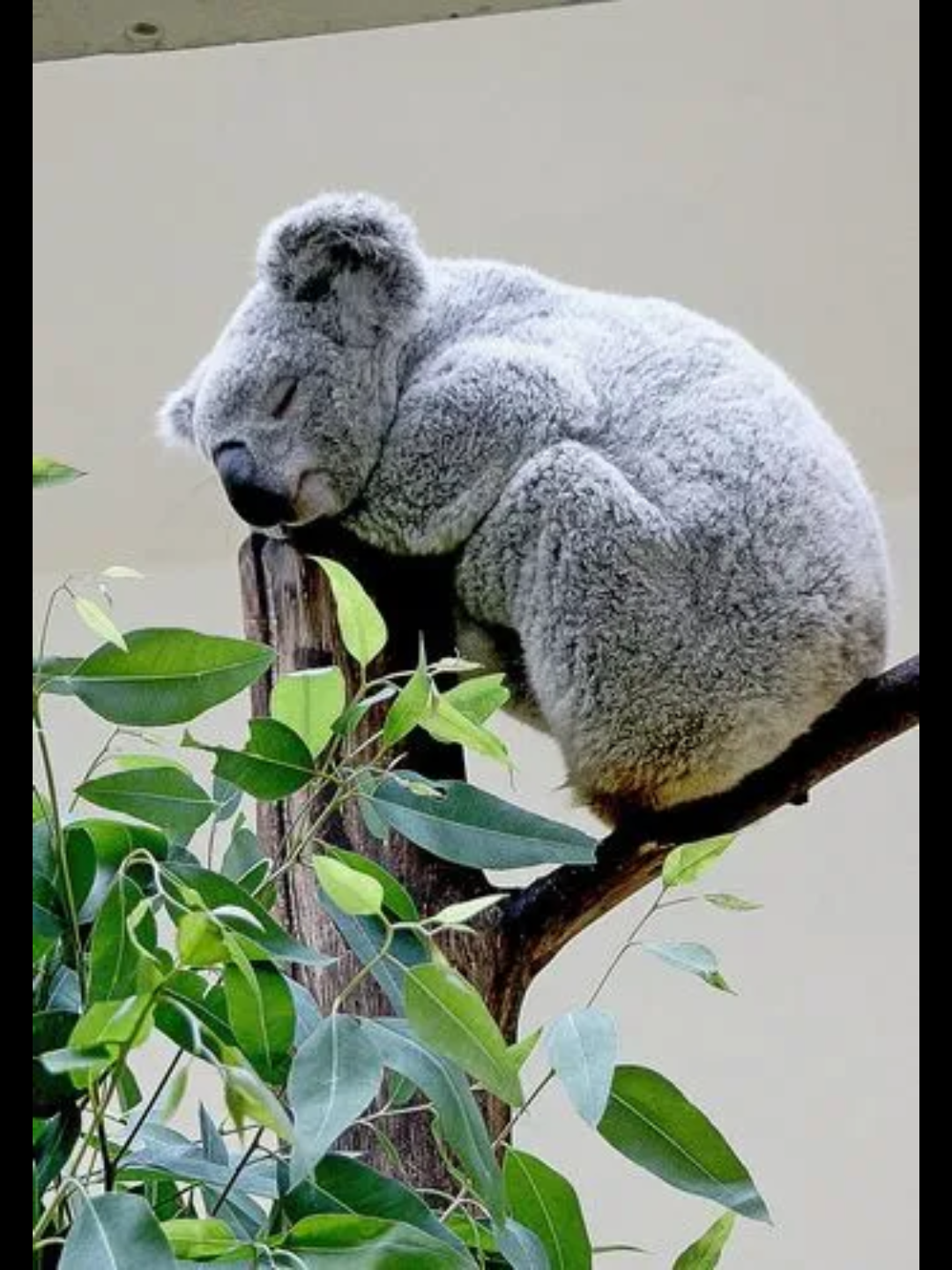 活动作品动物观察局野生动物第七期