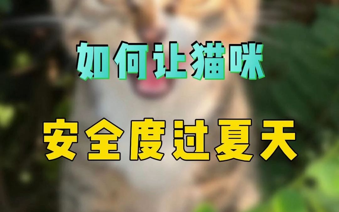 猫如何度过40度高温天?攻略收好~哔哩哔哩bilibili