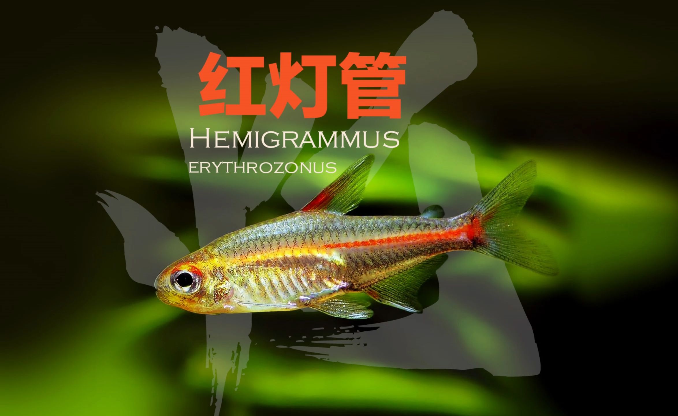 红灯管Hemigrammus erythrozonus哔哩哔哩bilibili