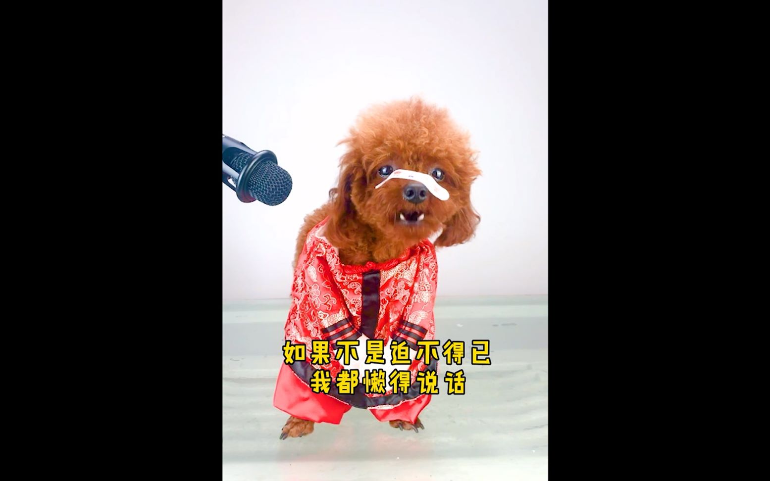 这只泰迪太聪明了,被网友评为全网最搞笑的狗,下一秒你忍住别笑