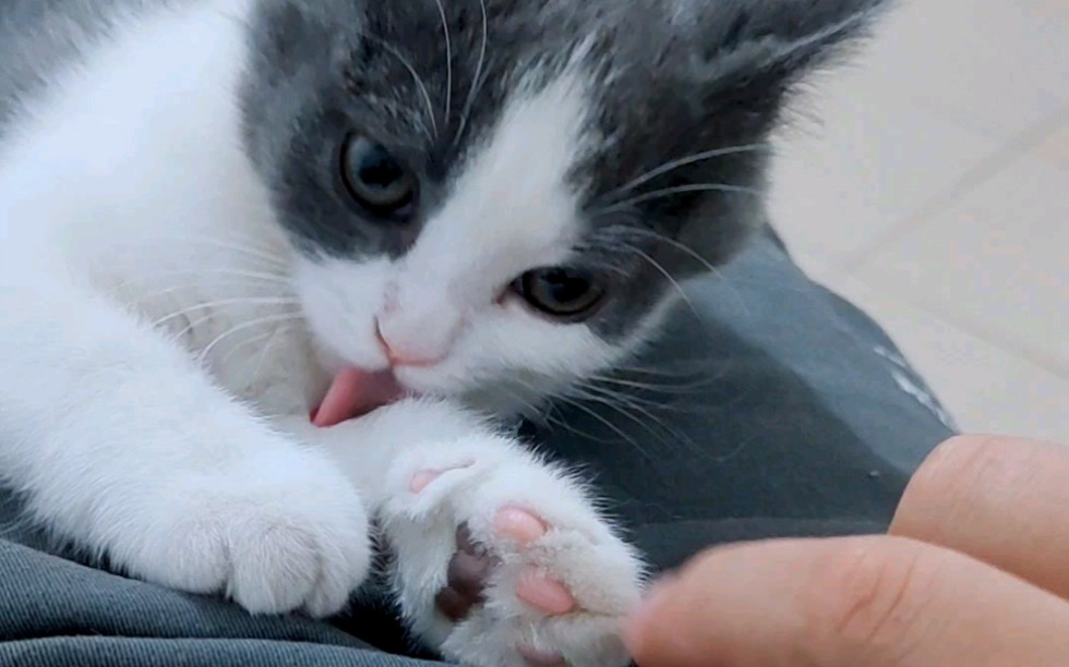 捏捏猫咪的小爪爪_哔哩哔哩 (゜-゜)つロ 干杯~-bilibili