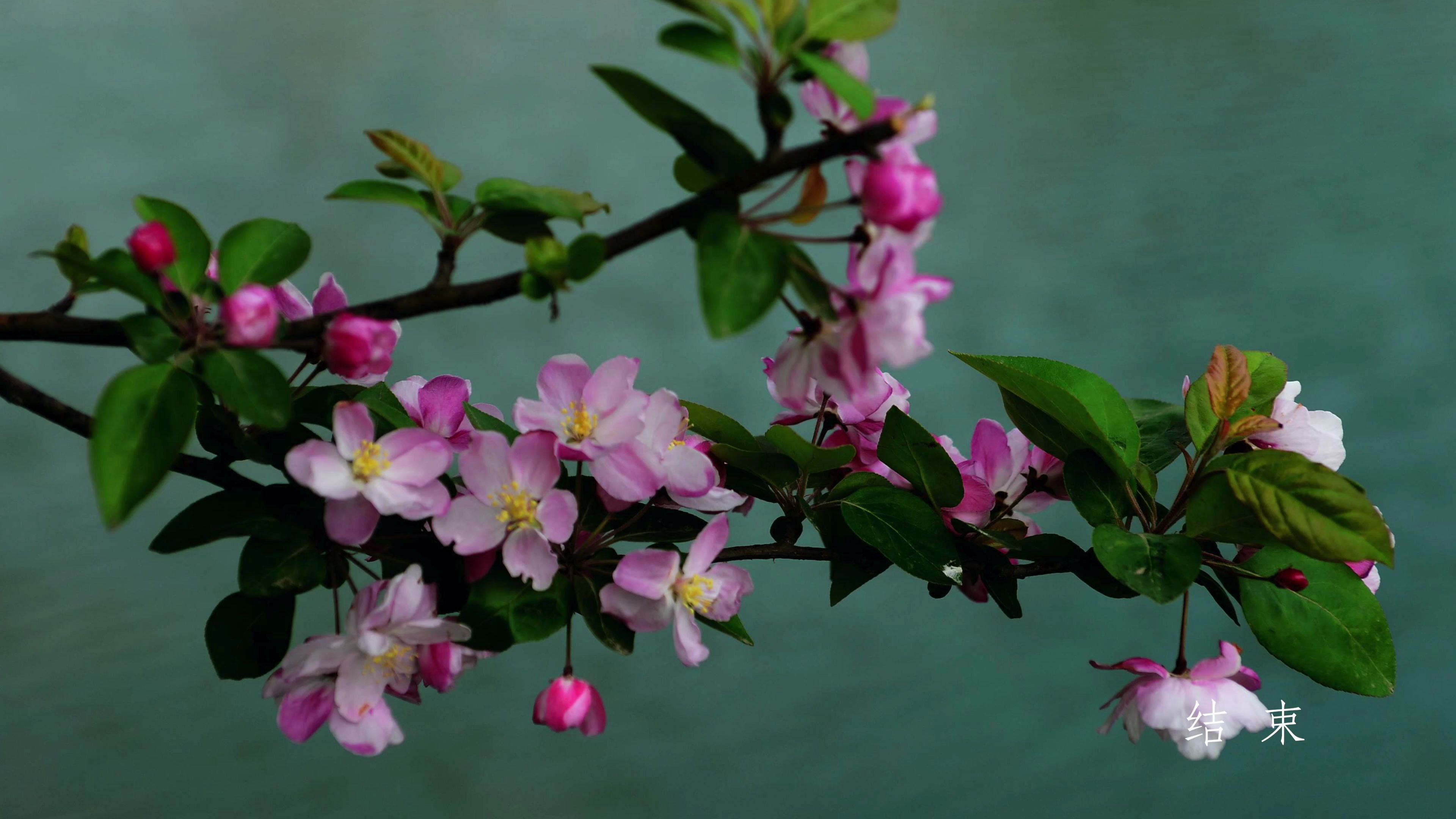 [图]古诗词欣赏｜[宋］朱熹《春日》