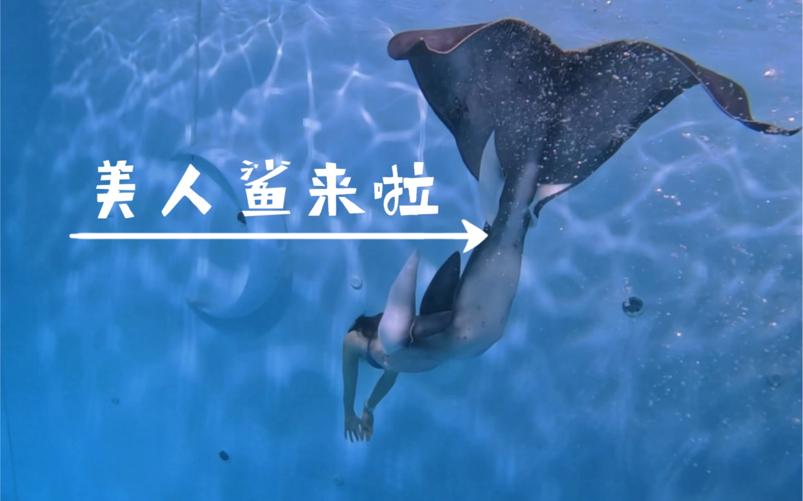 美人鲨来了!你知道吗如今美人鱼也分品种啦!