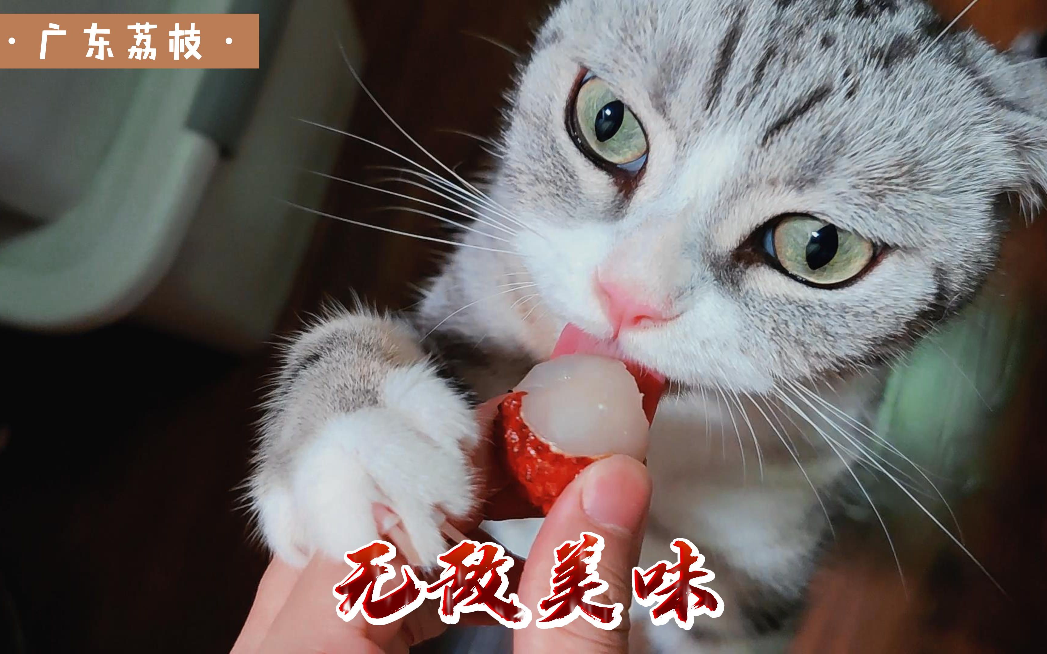 兔崽你只是一只小猫咪,为什么会喜欢吃荔枝呢 | 美国短毛猫