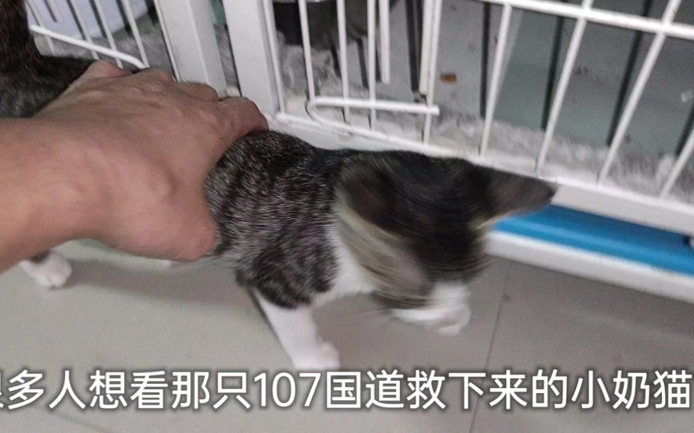 107国道小奶猫后续,车底盘小猫,车祸黄白猫,口炎橘猫,小小小白,老咪后续哔哩哔哩bilibili