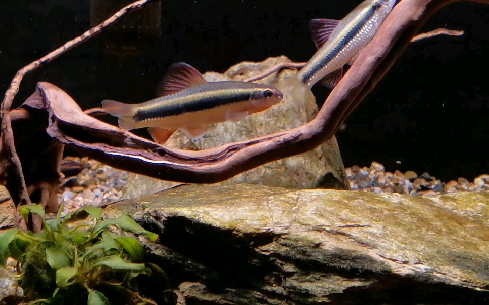 小鳈_哔哩哔哩_bilibili