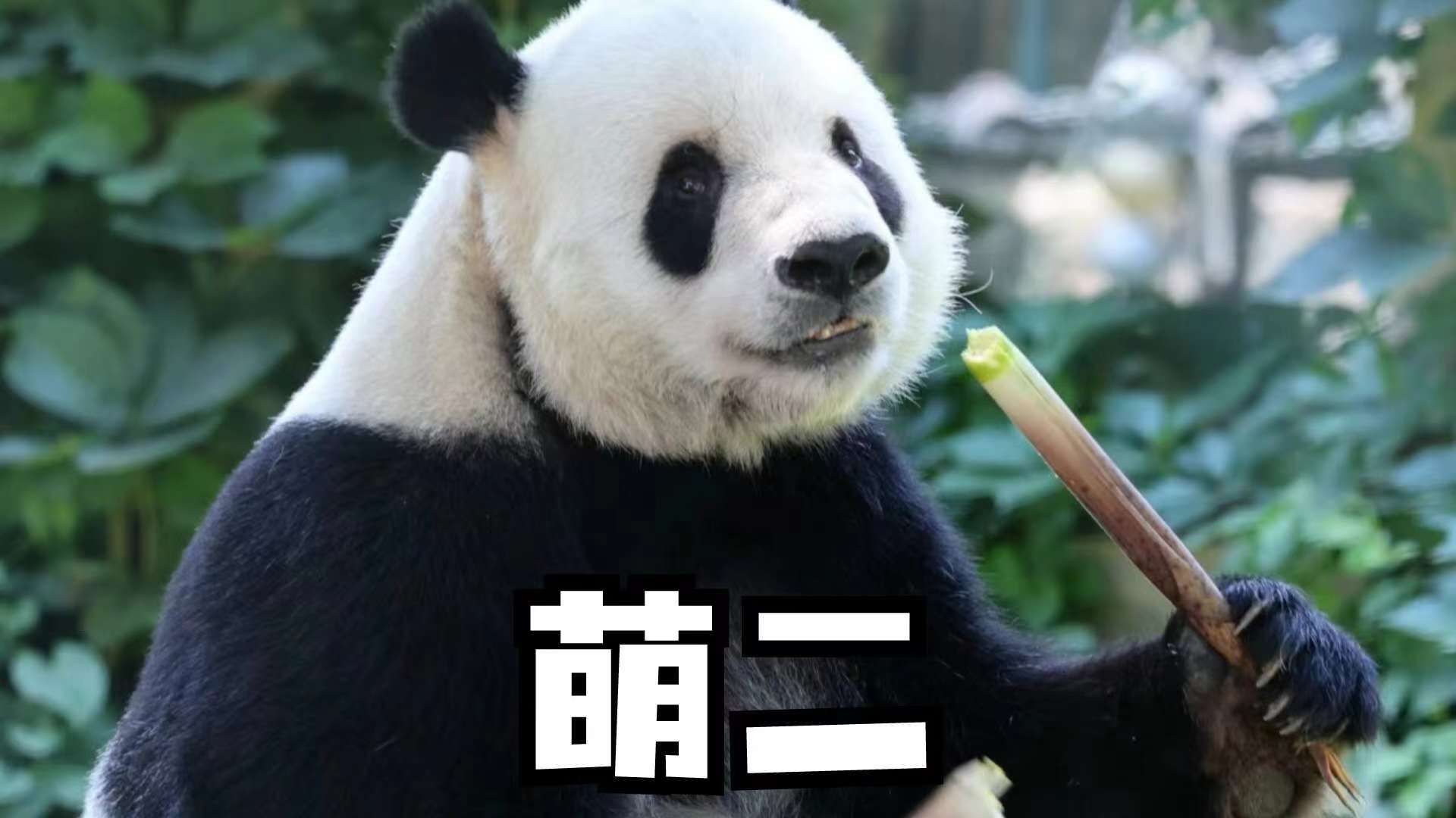 熊猫萌二到底有多么的好,萌二特别适合其他的女熊