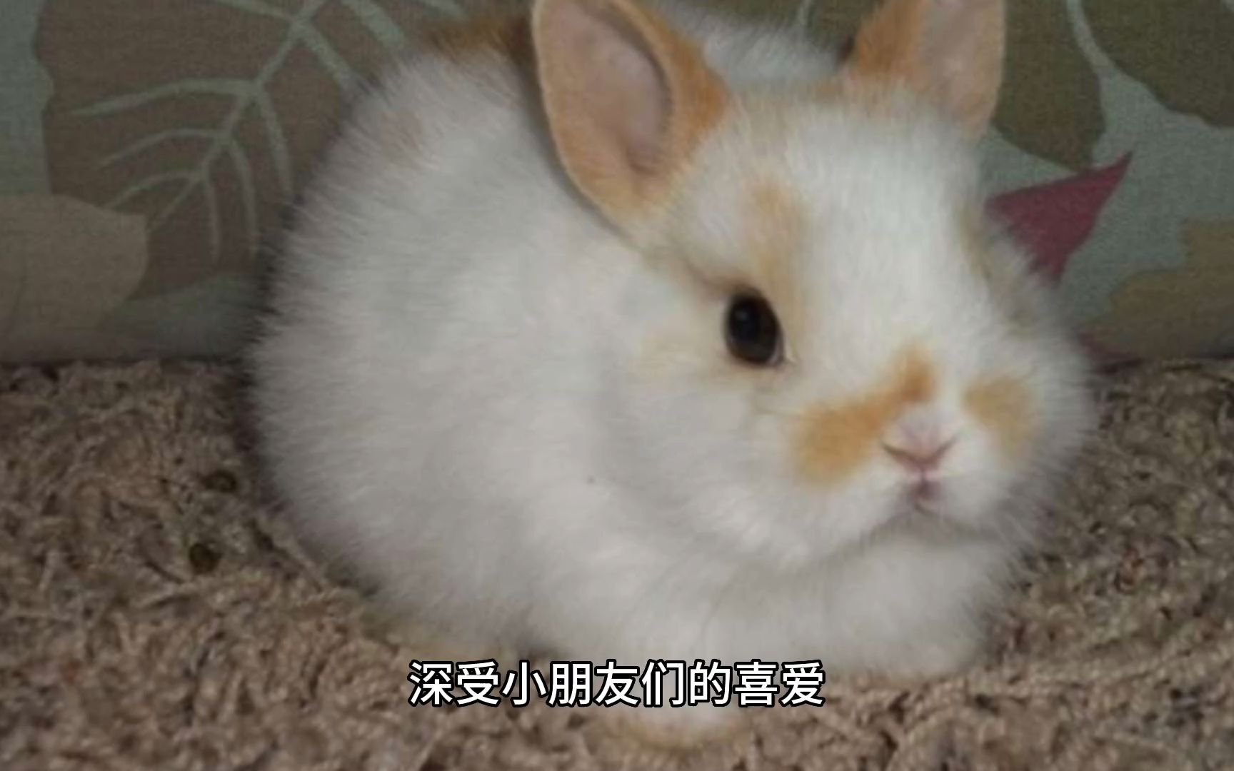 荷兰矮兔:世界上最小的兔子