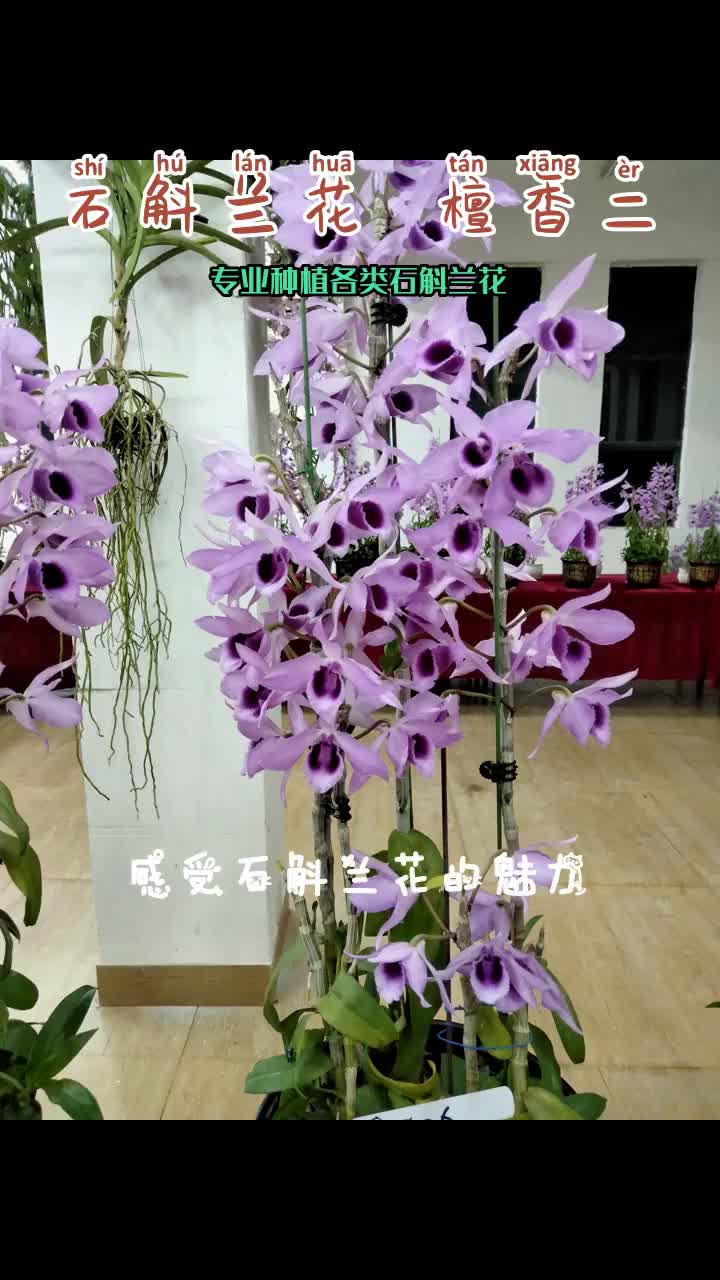 狐尾兰,石斛兰花楚楚动人