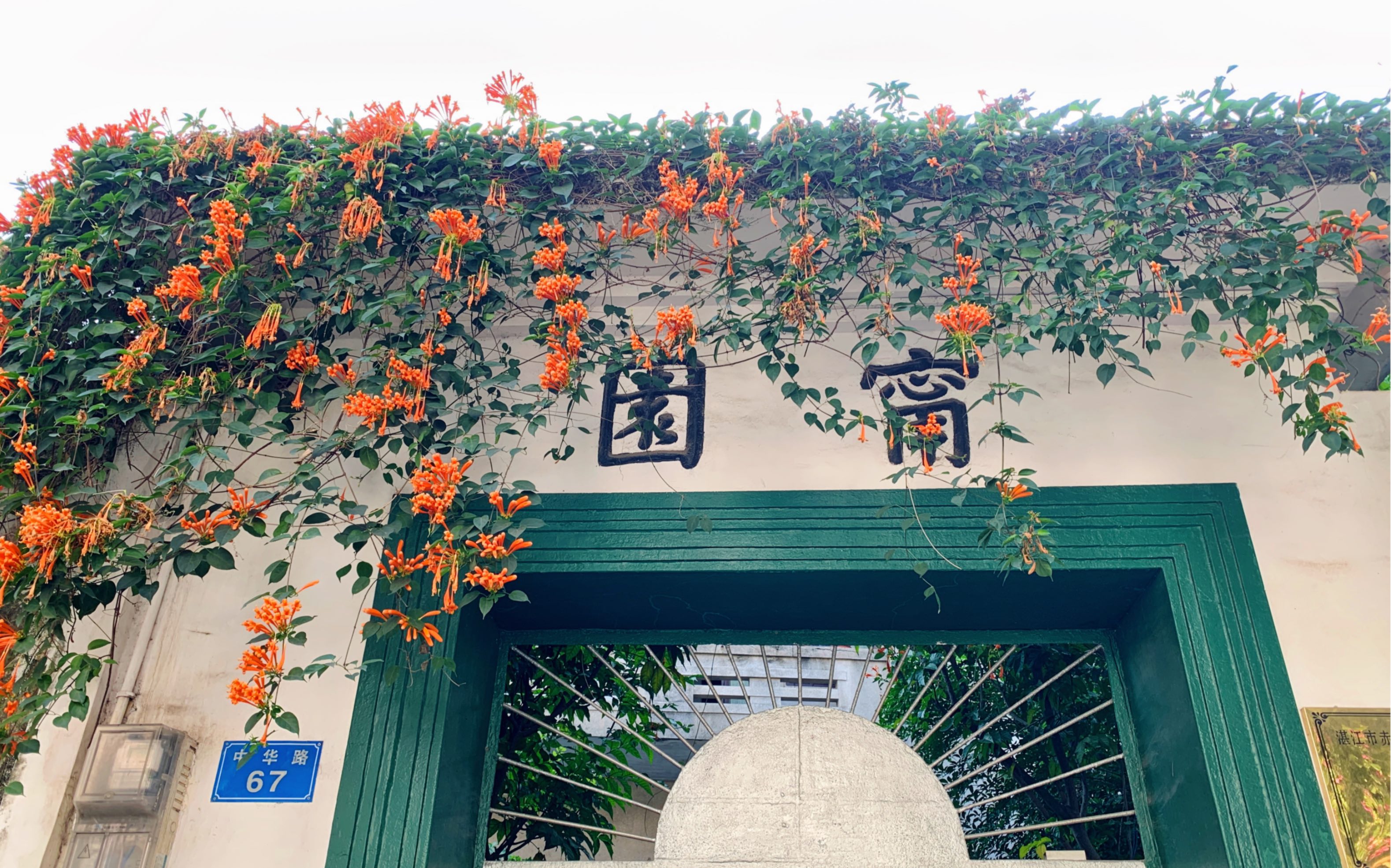 湛江赤坎宁园的炮仗花开啦