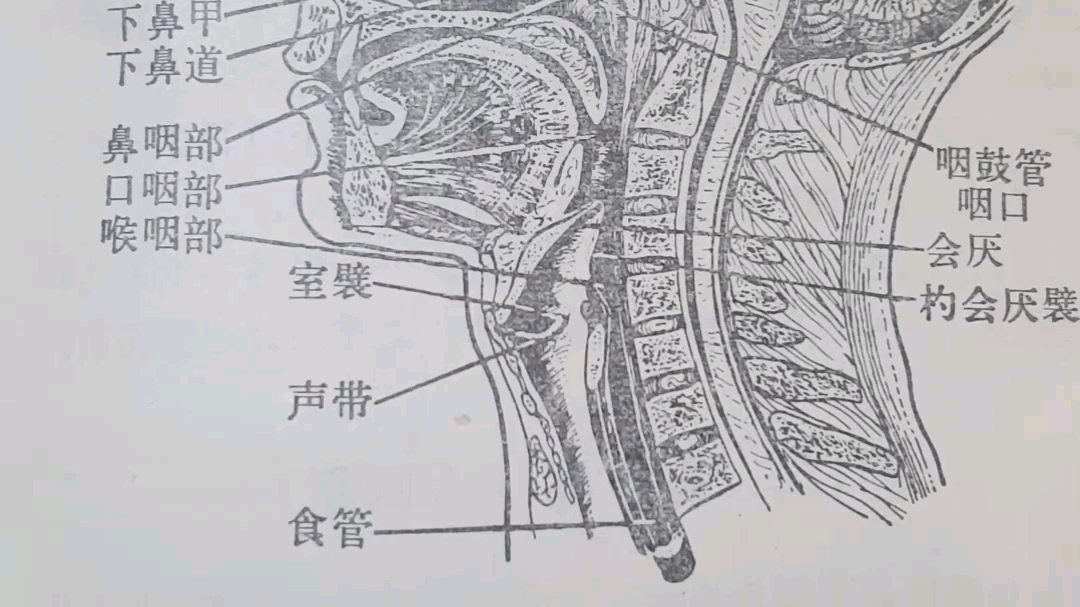 鼻腔、咽腔和喉腔正中矢状切哔哩哔哩bilibili