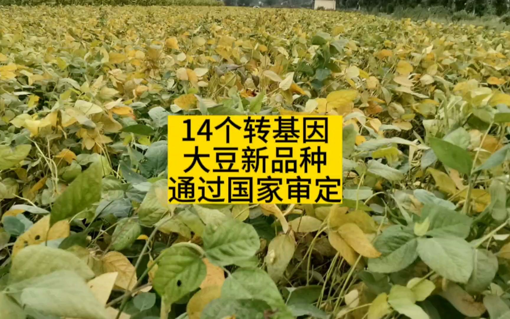 14个转基因大豆品种,通过国家审定,看看都是哪些品种