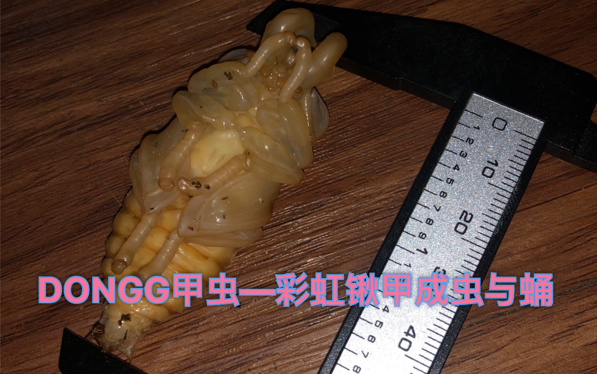 dongg甲虫彩虹锹甲成虫管理羽化与蛹
