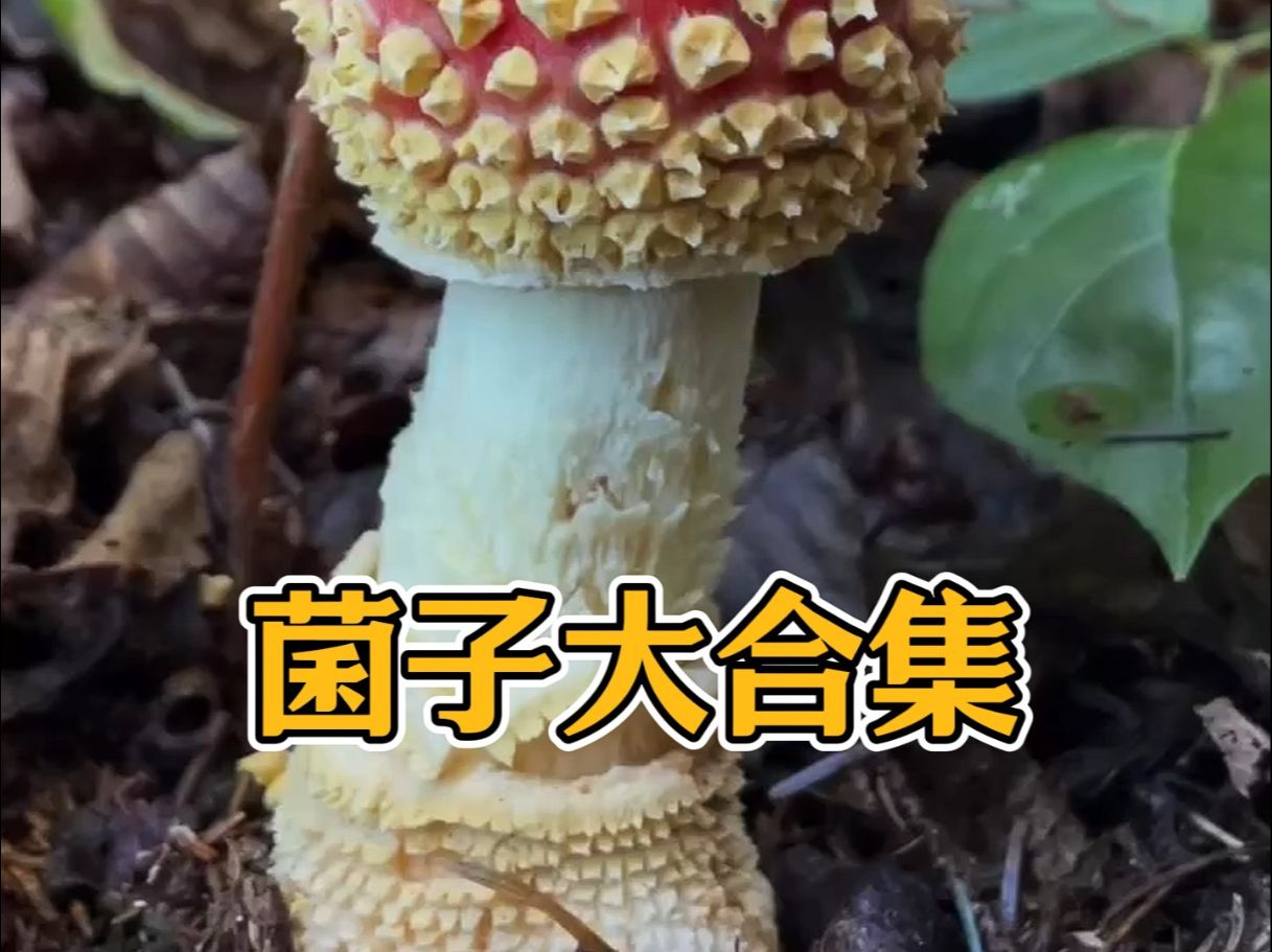 盘点常见的野生菌,你能认出几种?哔哩哔哩bilibili