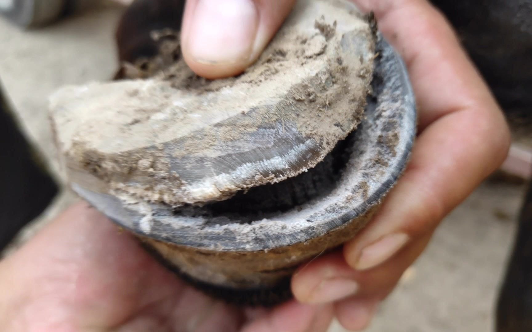 四个驴蹄三个烂,鬃毛配黄油塞得满满的,40年经验老师傅独特修蹄