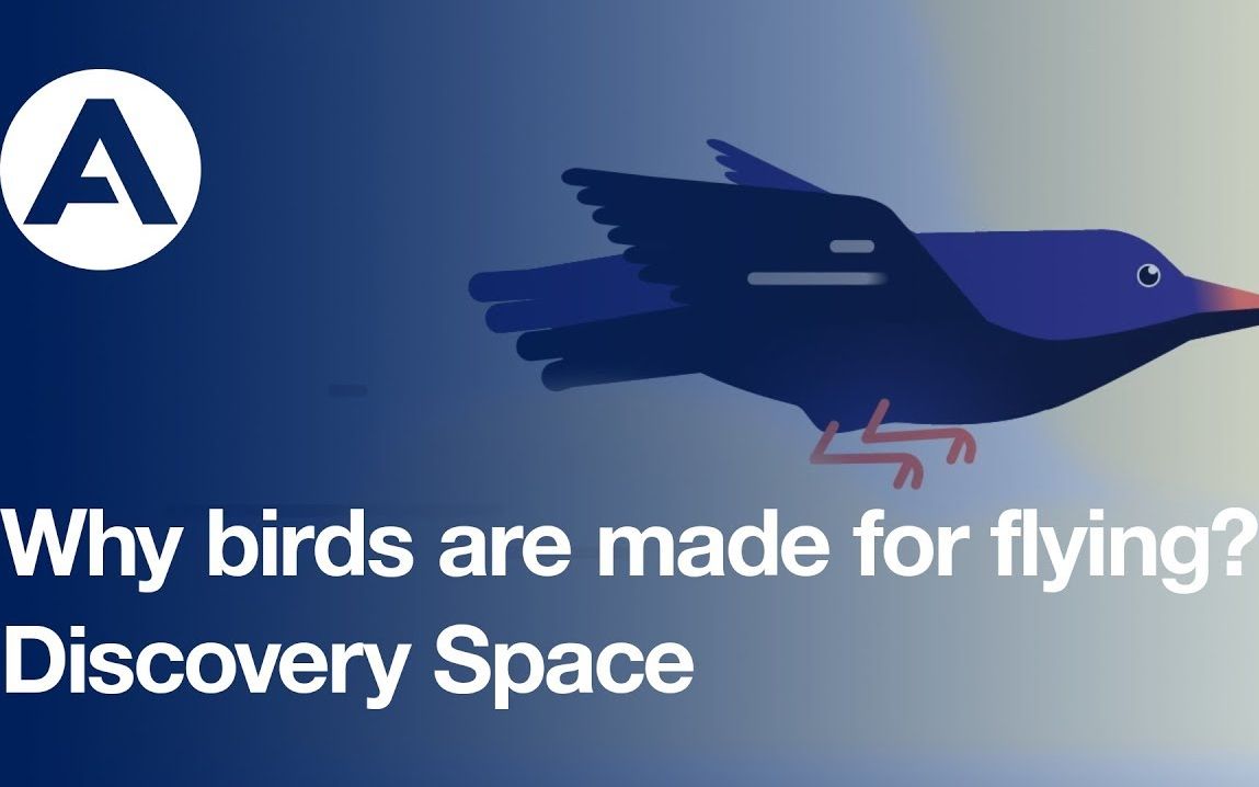 【airbus】为什么鸟是为飞行而生的? | discovery space
