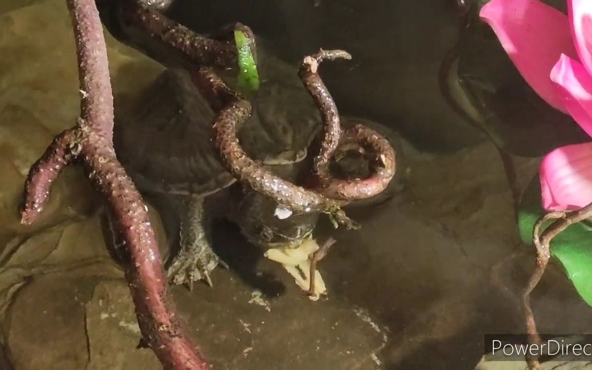 给小麝香龟造景