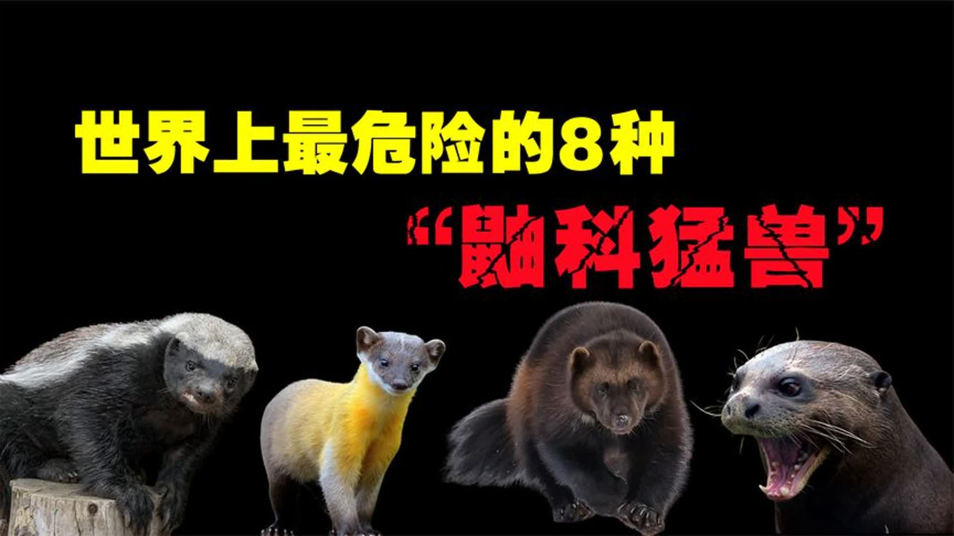 地球上最危险的8种“鼬科动物”，黄鼠狼真的能“操纵”人吗？