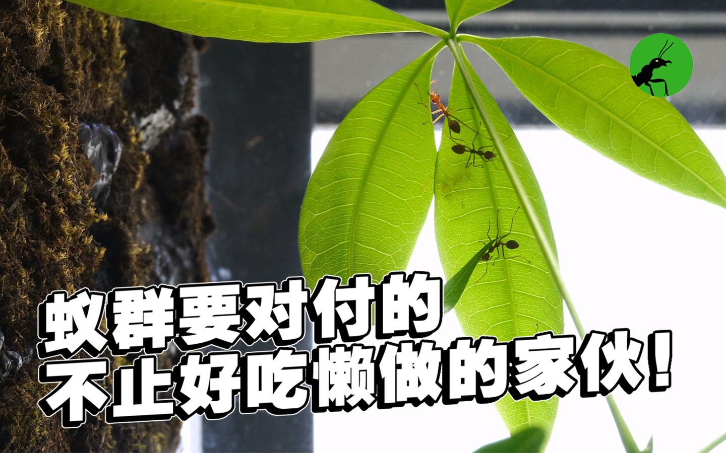 [图]植物的反击竟让蚁群流离失所