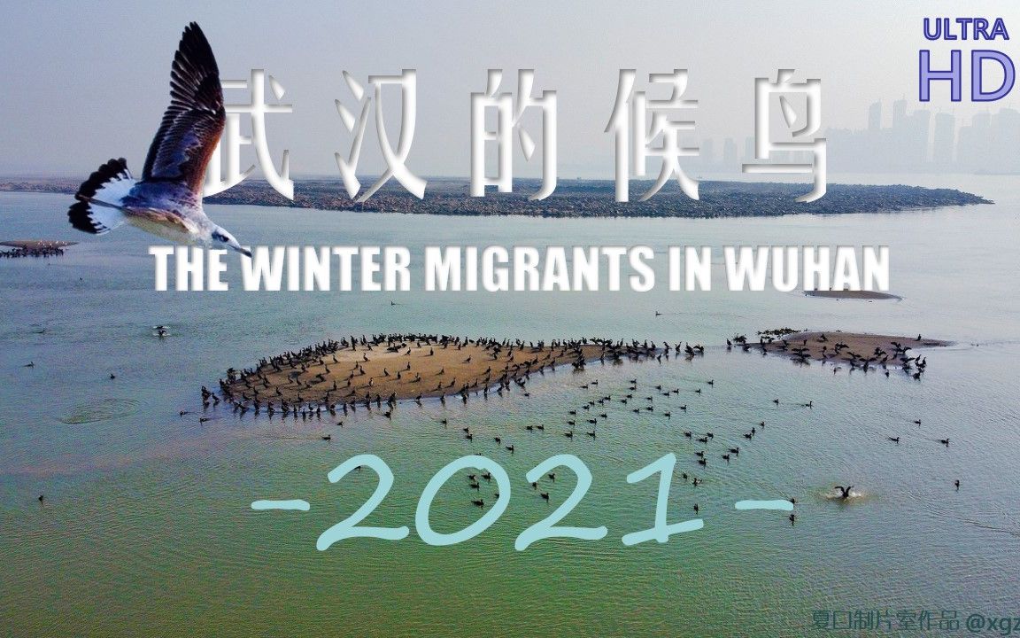 武汉的候鸟 THE WINTER MIGRANTS IN WUHAN 2021(2021.2发布)全网首个系统讲解武汉冬候鸟的科普短片哔哩哔哩bilibili