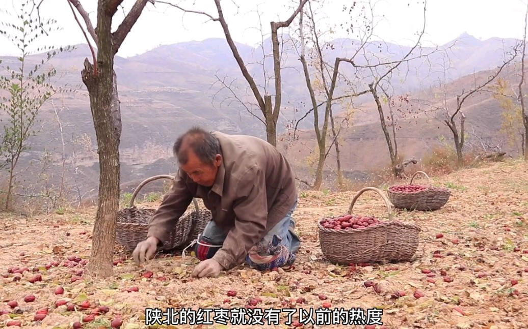 [图]陕北农村几乎是七八十岁的老人，他们已经奉献了一辈子，年迈还在劳作，让劳动有回报，是对他们基本的尊重。 "农村生活