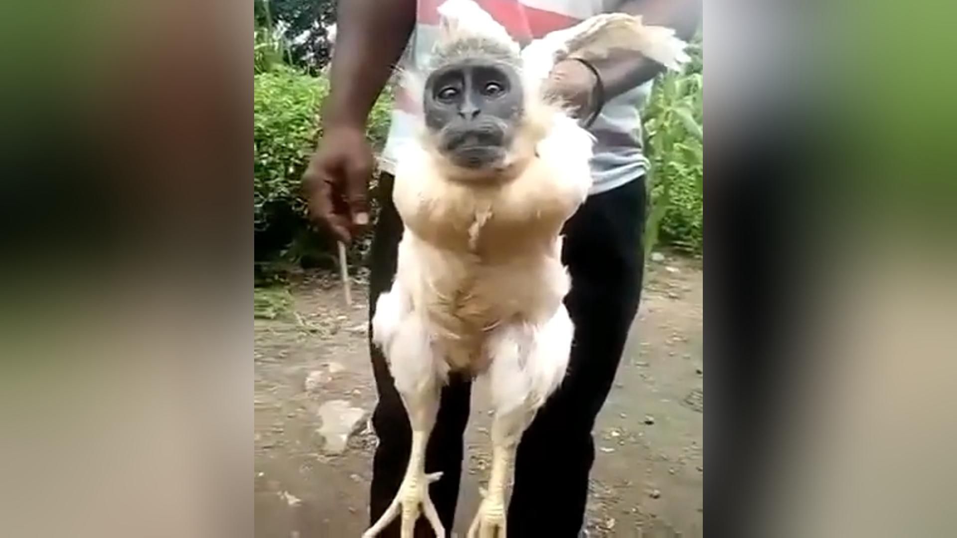 [图]传说中的水猴子，是否真的存在，盘点拍到的八个离奇片段。