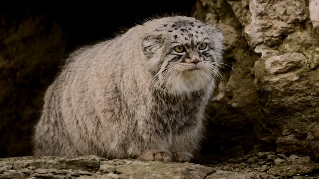 浑身赘肉长相欠扁的兔狲捕猎还有独门绝技!猫科家族的奇葩之星!