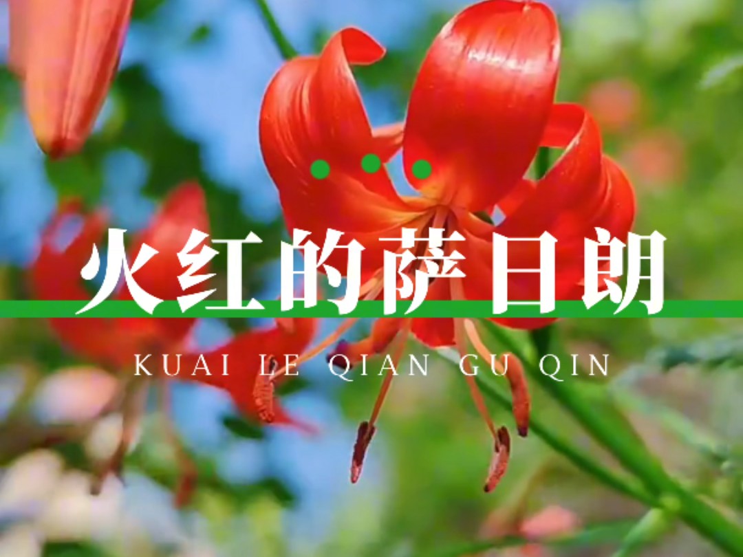 拇指琴 火红的萨日朗