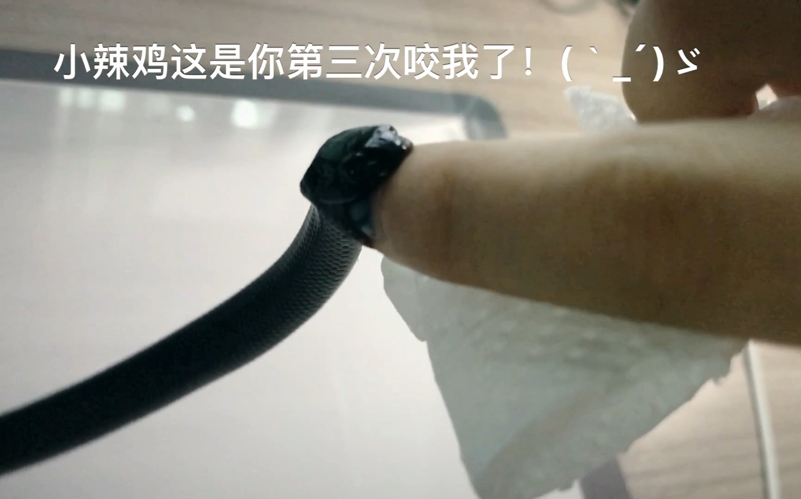 【黑王蛇】性格温和?不存在的…_哔哩哔哩_bilibili